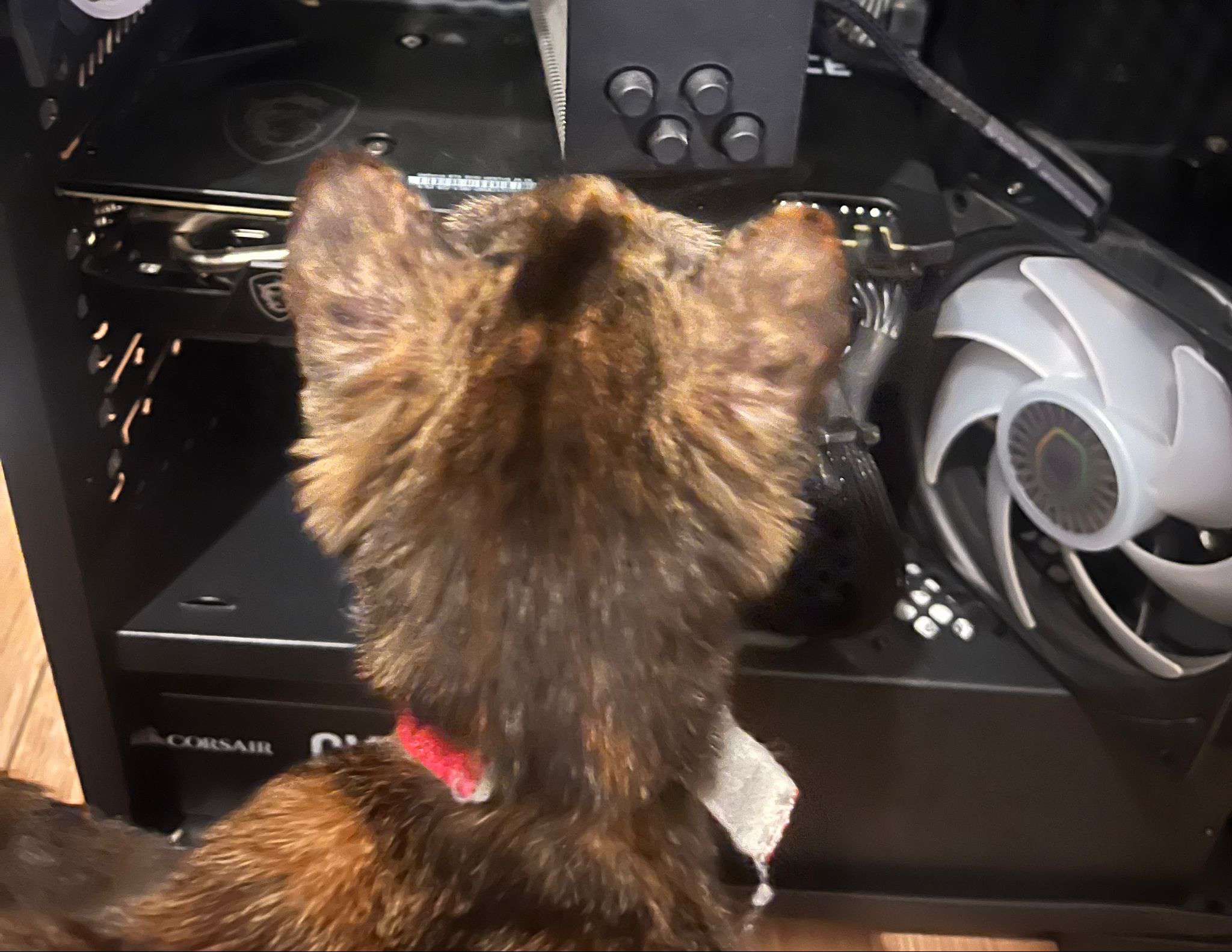 Sora looking into PC case